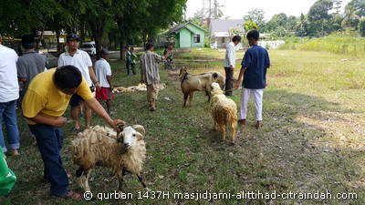 qurban 1437H citraindah city qurban 1437H citraindah city